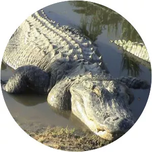Alligators