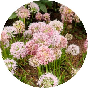 Allium nutans