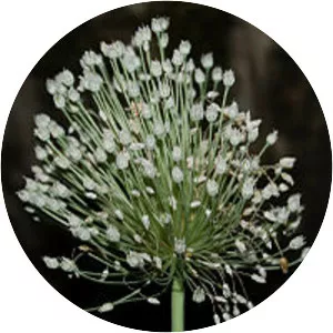 Allium polyanthum