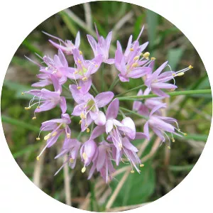 Allium stellatum