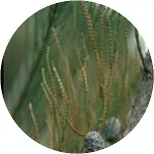 Allocasuarina glareicola - Plants