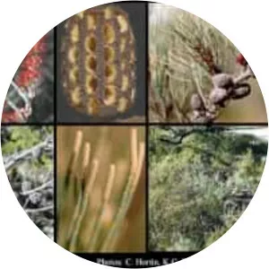 Allocasuarina humilis