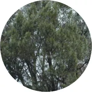 Allocasuarina littoralis