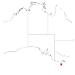 Allocasuarina monilifera