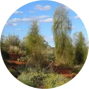 Allocasuarina - Plants