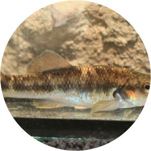 Allodontichthys hubbsi photograph