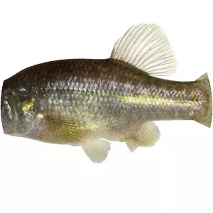 Alloophorus robustus