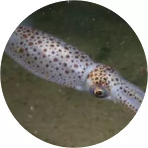 Alloteuthis subulata