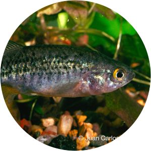 Allotoca meeki photograph