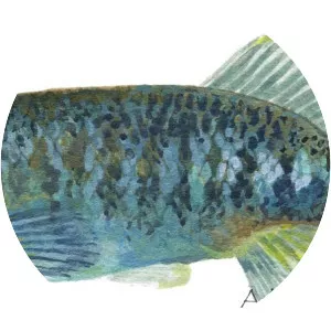 Allotoca zacapuensis - 