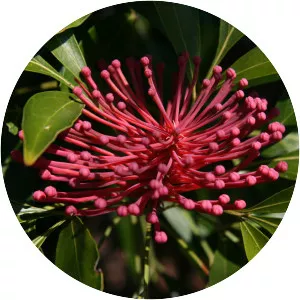 Alloxylon pinnatum - 