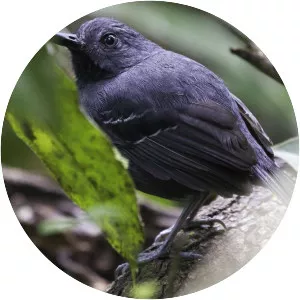 Allpahuayo antbird - Bird