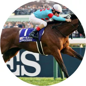 Almond Eye - Thoroughbred