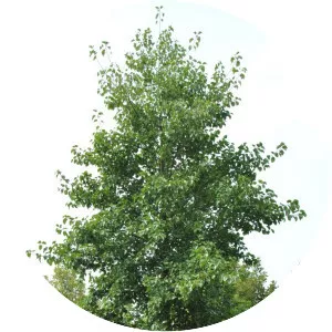 Alnus cordata - 