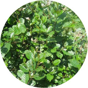Alnus nepalensis - 