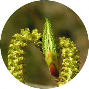 Alnus sieboldiana - 