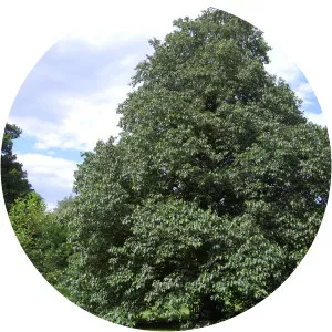 Alnus subcordata
