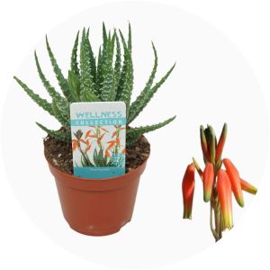 Aloe humilis