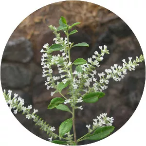 Aloysia gratissima - 