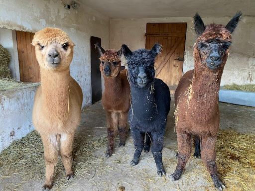 Alpaka Auszeit - Recreation center in Turkheim, Germany