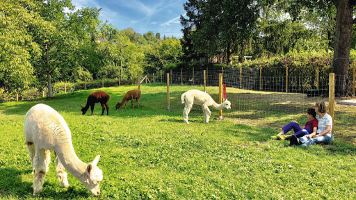 Alpakaleben GmbH - Animal park in Aitrach, Germany
