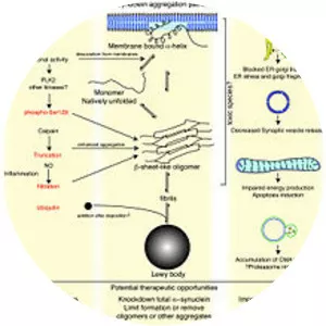 Alpha-synuclein - Protein