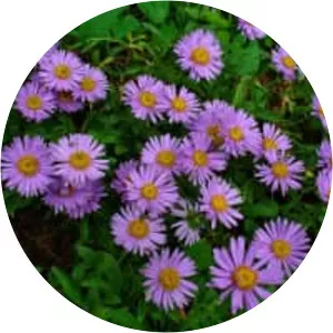 Alpine Aster