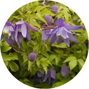 Alpine clematis