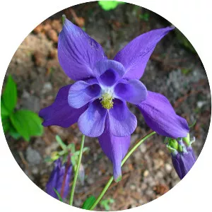 Alpine columbine