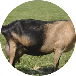 Alpine goat - Domestic goat breed