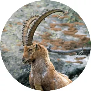 Alpine ibex - Animal