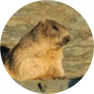 Alpine marmot