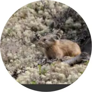 Alpine pika - Animal