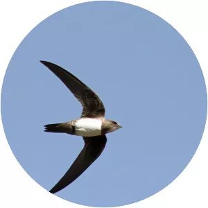 Alpine swift