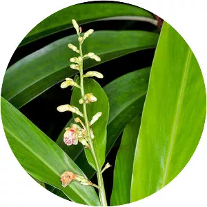 Alpinia conchigera