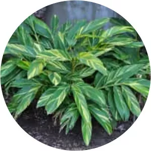 Alpinia vittata