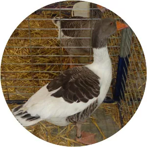 Alsatian goose
