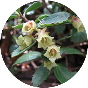 Alseuosmiaceae - Plants