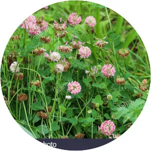 Alsike clover - Plants