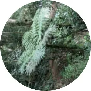 Alsophila cunninghamii