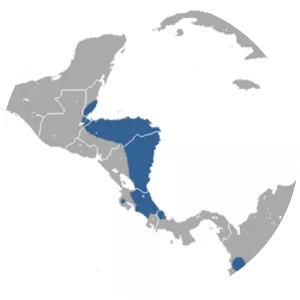 Alston's mouse opossum - Animal