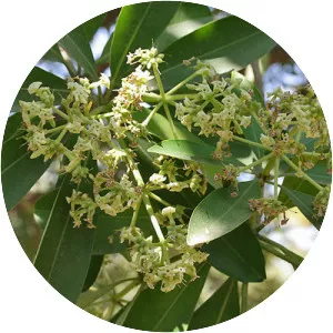 Alstonia - Plants
