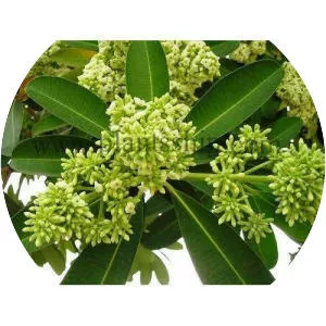 Alstonia scholaris - Plants