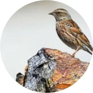 Altai accentor