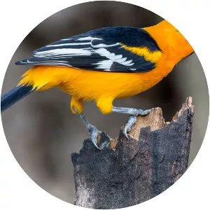 Altamira oriole