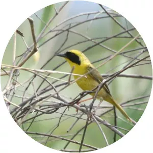 Altamira yellowthroat