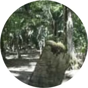 Altar de Sacrificios - 