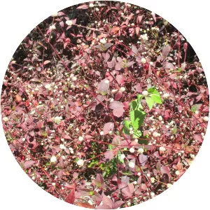 Alternanthera brasiliana