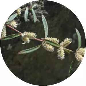 Alternanthera denticulata - 