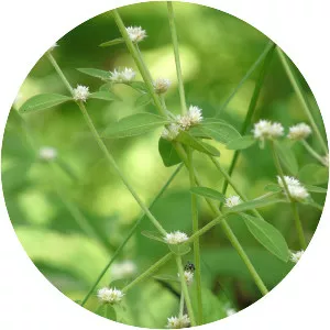 Alternanthera sessilis